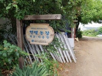 [한경·네이버 FARM] 매년 막걸리 22톤 빚어 배나무에 주는 압구정 출신 칠순 농부