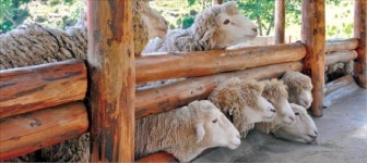 [여행의 향기] 강원도 하면 평창 양떼목장·경포대·정선시장