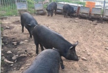 [한경·네이버 FARM] 일제강점기 때 사라진 한국 재래돼지 되살린 30대 농부