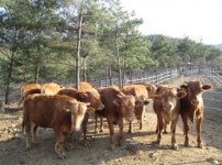 [한경·네이버 FARM] 1200만원짜리 유기농한우 처음 키워낸 산청 농부 동물복지 한우 1호 도전합니다