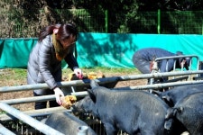 [한경·네이버 FARM] 돼지를 마리당 아파트 안방만한 공간서 키웁니다 30대 귀농 신혼부부의 자연목장 도전기