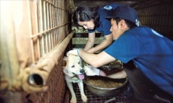 유기동물 연 10만 마리… 공장서 찍어낸 개 쉽게 사고 버린다