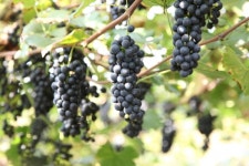 [한경·네이버 FARM] 73m 와인땅굴 판 산머루 농부… 연 6만명 외국인 찾는 관광명소를 일구다