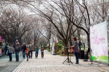 과천시, 7일부터 벚꽃앤딩축제 진행