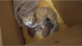 주택가 쓰레기봉투 속 새끼고양이 4마리…극악무도한 범인 실체는
