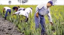 [글로벌 브랜드역량 & 부가가치 1위] 국내 첫 베이비 알로에 효능 입증… 30여개국서 104개 특허 출원