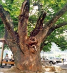 [배시원 쌤의 신나는 영어여행] 나무(tree)와 관련된 영어 표현들