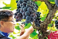 “옥천 포도 맛보세요”