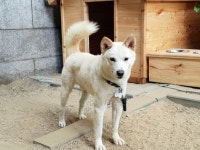 北, 풍산개 암수 한쌍 선물…문재인 대통령 반려견 마루, 친구 생겼네