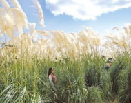 바람이 빚고…바람에 춤춘다…가을빛 물든 태안