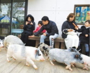 흑돼지의 고향 제주, 청주 삼겹살거리…내년엔 돼지보러 오면 돼지~ 