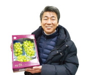 수출 전사 된 천안 포도 농민들