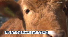 경기도 안성 젖소 농장, O형 구제역 확진 판정..설 앞두고 방역 비상