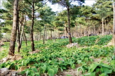 50여가지 산약초·산나물 키워…年 매출 4억 일군 숲속의 농부