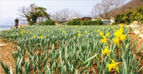 노오란 봄기운 가득 머금은 수선화…거제의 봄 1번지로 여행 떠나볼까요