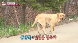 은봉산 안내견 땡이, 은봉산 산행 안내로 화제…특기는