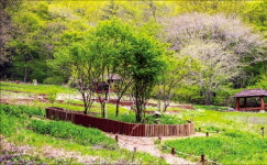 山寺 가는 천년 숲길, 초록으로 눈을 씻고 길에서 깨달음을 얻다