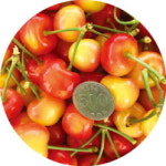 외국産만 있는 건 아닙니다…4代째 국산 체리 키우는 경주 농부