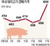 돼지열병 유입경로 못찾아 방역 혼선…1주일이 최대 고비