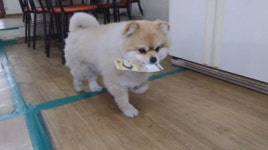 계산이요!하면 달려가는 세상 똑똑한 짬뽕집 종업원 犬 별이