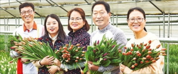 덜 핀 튤립 새벽배송…강원 꽃밭에 웃음꽃 피다