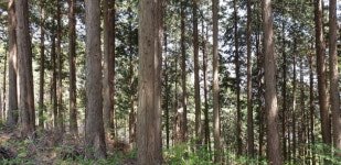 산림청 코로나 피로감, 숲에서 힐링하세요
