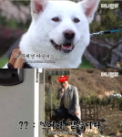 동물농장 유튜브, 장애견에 뒷다리 파업이라니…고개 숙여 사과 [종합]