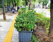 코로나가 바꾼 저녁풍경…포장마차 대신 화분, 골목마다 길맥