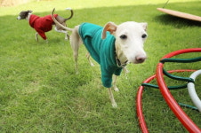 5만원 넘는 이태리 로션 바르는 댕냥이…없어서 못판다