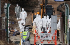 여주시 방역 비상…산란계 이어 메추리농장도 AI 의심