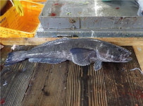 메로구이가 부드러운 이유 밝혀졌다