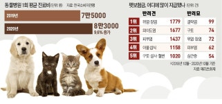 냥이 수술비가 사람 못지 않네…펫보험 가입하는 집사들