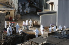 축산재앙 공포 재현되나…계란값은 이미 폭등, 치킨은?