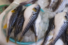 완도서 복어음식 먹다 마을 주민 2명 사망…아귀로 착각