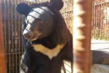 용인 곰 사육농장서 반달가슴곰 2마리 탈출…1마리 사살