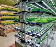 빈 상가에 상추가 쑥쑥…전통시장 스마트팜 변신