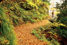 굽이굽이 숲길에 탁 트인 전망…걸어야 보인다 울릉도 100%