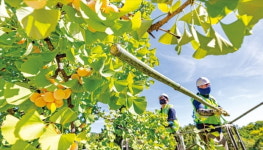 [포토] ‘악취 주범’ 은행나무 열매 채취