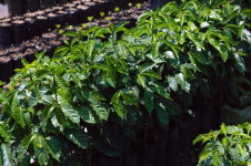 비바 라 핀카! 커피의 미래를 개척하는 사람들 [세이브더커피]