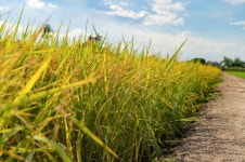 계속 성장 보여주겠다는 120살 글로벌 곡물 메이저 회사