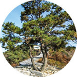 천년 산성에 내려앉은 가을…남한강 벗삼아 성곽 한바퀴