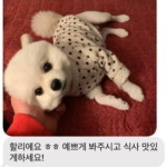 사이다 포기하고 선택한 강아지…단골 맛집 생기게 된 사연