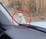 네가 왜 거기서… 한겨울 철교 밑 방치된 진돗개 30마리 [영상]