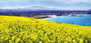 제주 유채꽃 바다에 빠져 봄