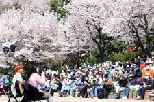 [포토] 2022 벚꽃어게인, 서대문 안산자락길 벚꽃음악회