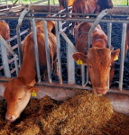 마트가 소 키워…커피 한잔값에 등심 판다[박종관의 유통관통]