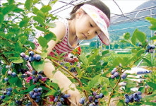 충북 영동 금강모치마을, 포도 와인·블루베리 잼 만들고 양산팔경 관광