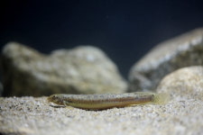 미꾸릿과 어류의 천국 한반도