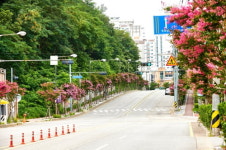 수원특례시, 가로수 배롱나무 명품 특화거리 조성
