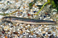 모기 퇴치엔 이만한게 없네…경기도 미꾸리 치어 방류